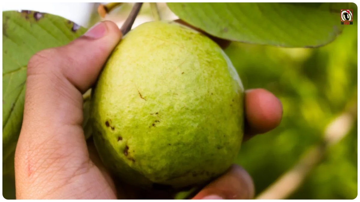 Powerful Fruit
