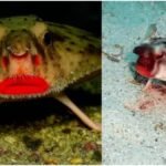 Red-Lipped Batfish : लाल लिपस्टिक जैसे होंठ वाली समुद्री मछली, देखकर नहीं होगा यकीन