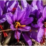 Saffron Cultivation: केसर की खेती से कमाई का मौका, जानें जलवायु, समय और उत्पादन की पूरी जानकारी
