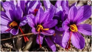 Saffron Cultivation