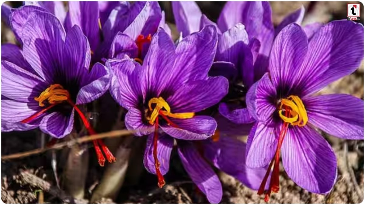 Saffron Cultivation