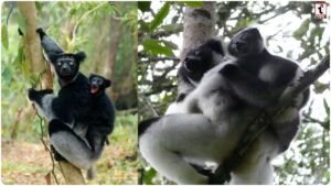 Singing Lemur