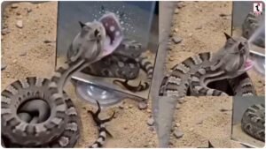 Snake Viral Video