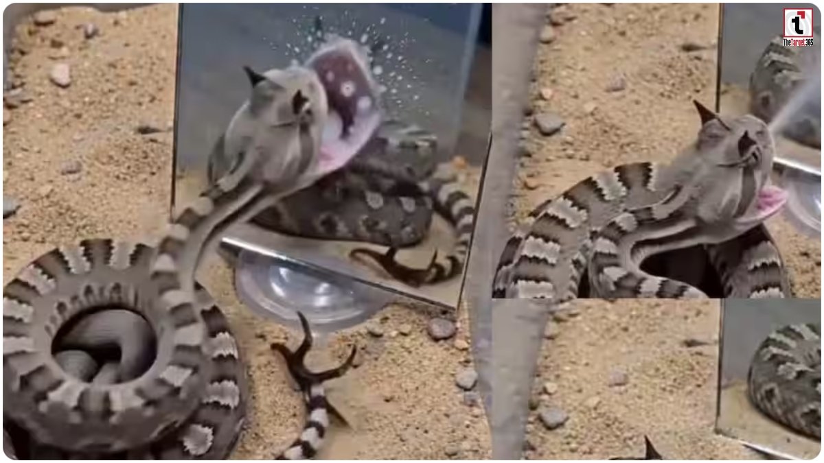 Snake Viral Video