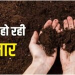 Soil Nitrogen: बारिश के बाद मिट्टी में क्यों कम होती है नाइट्रोजन? जानें फसलों को कितना नुकसान