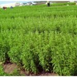 Stevia Farming: गन्ने से 40 गुना मुनाफे का दावा, पांच साल तक कमाई का मौका