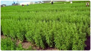 Stevia Farming