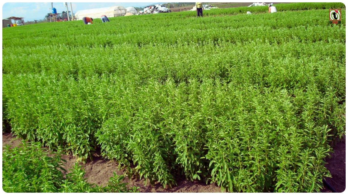 Stevia Farming