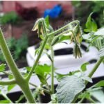 Tomato Farming: टमाटर के पौधे में फूल आकर गिरते हैं? जानें वजह और बचाव के आसान उपाय