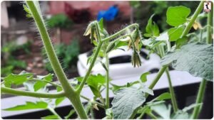 Tomato Farming