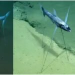 Tripod Fish: समुद्र की गहराइयों का रहस्यमयी जीव, जिसकी अनोखी बनावट ने वैज्ञानिकों को चौंकाया