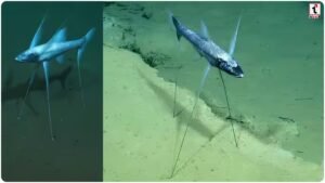 Tripod Fish