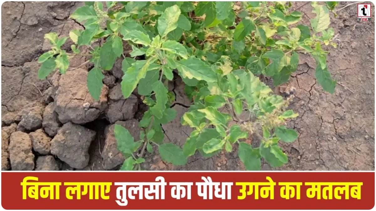 Tulsi Plant Vastu