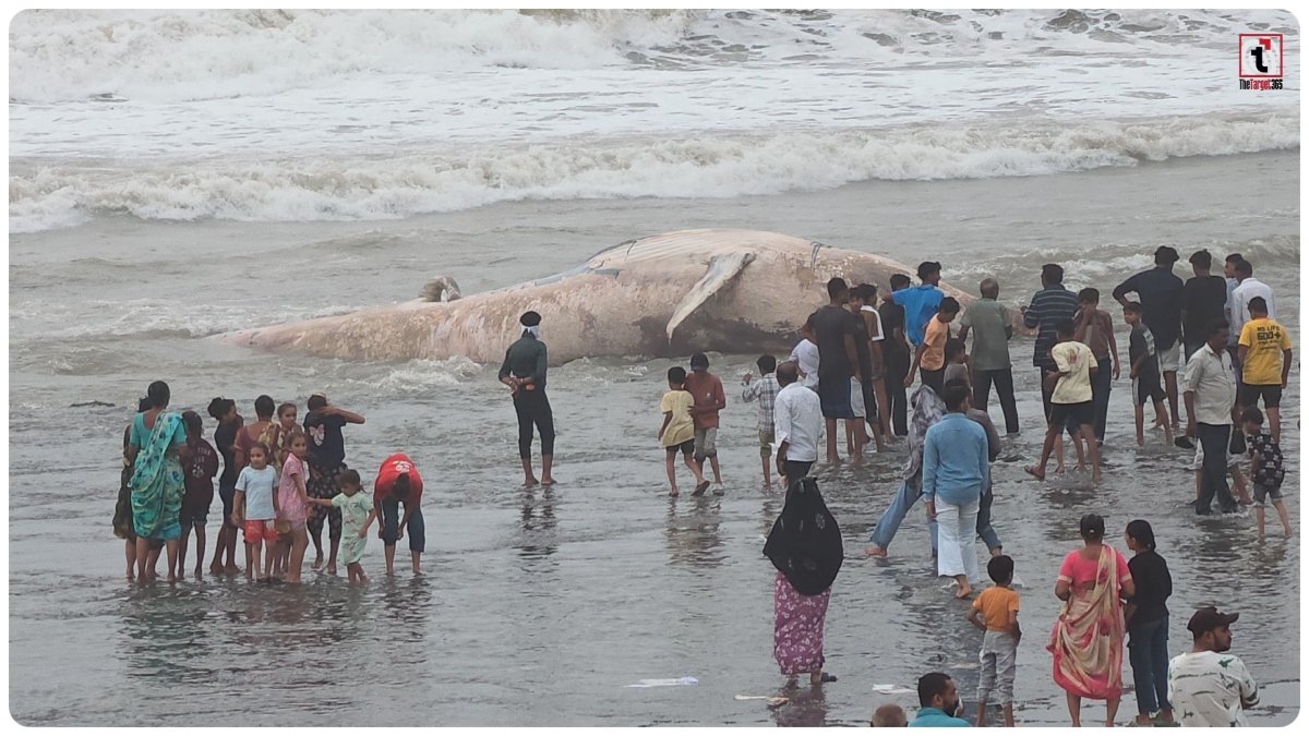 Veraval Whale