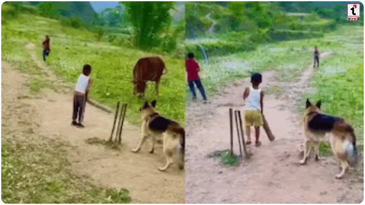 Viral Video: