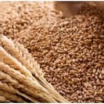 Wheat Export Ban: गेहूं निर्यात पर रोक हटी, किसानों को कितना फायदा? बढ़ सकते हैं मंडी भाव
