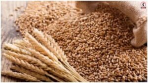 Wheat Export Ban
