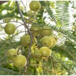 Amla Farming: आंवले की खेती कब और कैसे करें? 1 बीघा में कितनी कमाई, जानें पूरा गणित