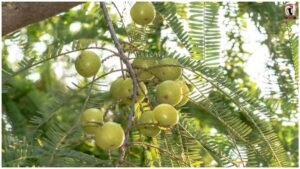 Amla Farming