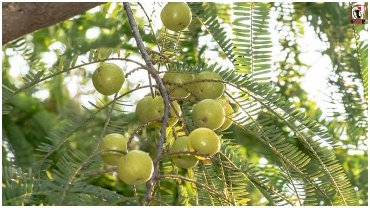 Amla Farming