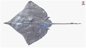Arabian Skate