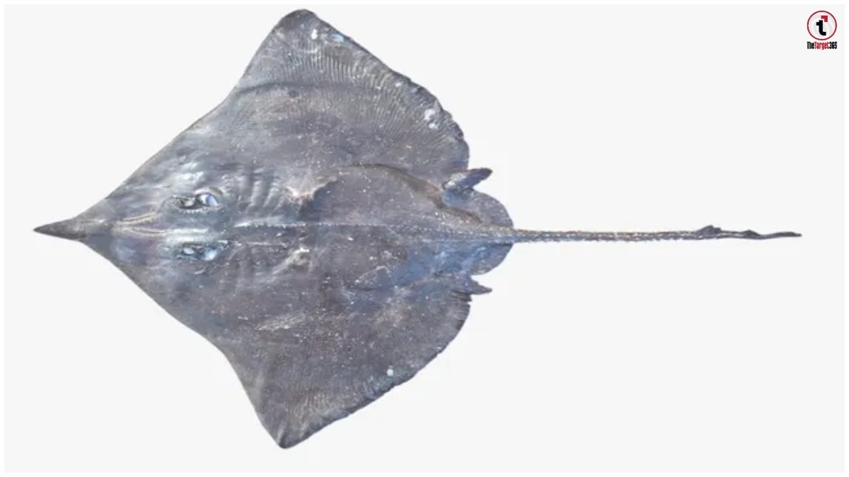 Arabian Skate