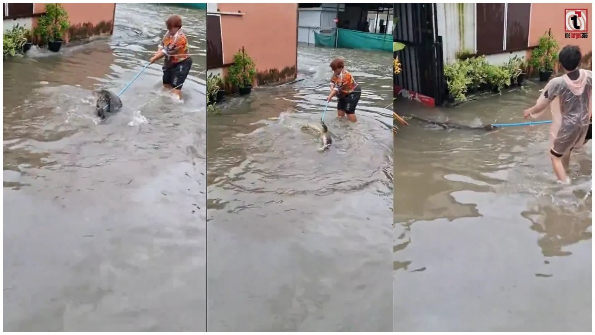 Bangkok Flood: बाढ़ में ‘गलियों का राजा’ बना मगरमच्छ, घरों के बाहर तैरता दिखा खौफनाक VIDEO