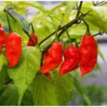 Bhut Jolokia Farming : भूत जोलोकिया मिर्च की खेती कैसे करें, जानिए बीज से फसल तक पूरी जानकारी