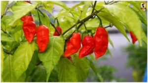 Bhut Jolokia Farming