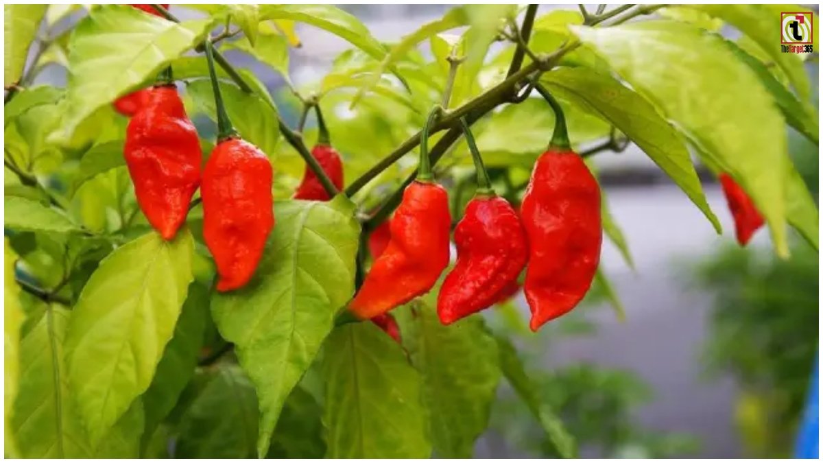 Bhut Jolokia Farming