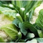 Cauliflower Farming : फूलगोभी की इन उन्नत किस्मों से होगी बंपर कमाई, जानें बुवाई का सही समय