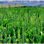 Chia Seeds Farming : चिया सीड्स की खेती से कमाएं अच्छा पैसा, जानिए बुवाई और देखभाल का सही तरीका