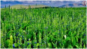 Chia Seeds Farming