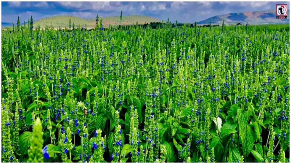 Chia Seeds Farming