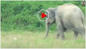 Elephant Football Video