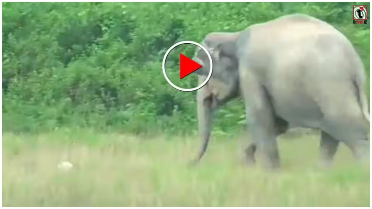 Elephant Football Video