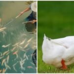 Fish Duck Farming: मछली के साथ बत्तख पालकर बढ़ाएं कमाई, जानिए इंटीग्रेटेड फार्मिंग का तरीका