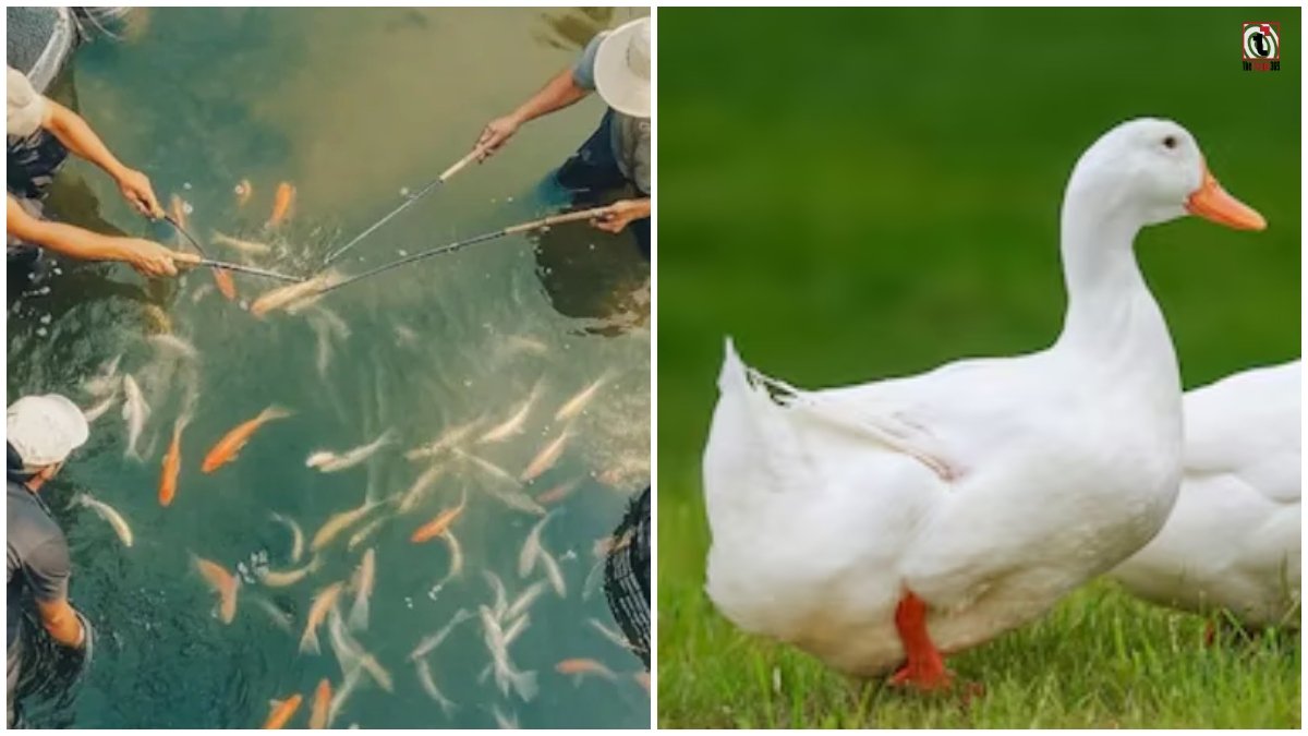 Fish Duck Farming