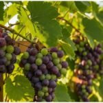 Grapes Gardening: घर के गमले में उगाएं मीठे अंगूर, जानें पौधा लगाने और देखभाल का आसान तरीका