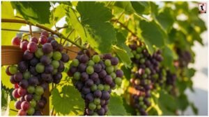 Grapes Gardening