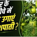 Home Gardening : घर के बगीचे में उगाएं नाशपाती, जानें पौधा लगाने से फल पाने तक आसान तरीका