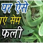 Home Gardening : गमले में ऐसे उगाएं सेम की फली, इतने दिनों में घर पर तैयार होगी ताजी सब्जी