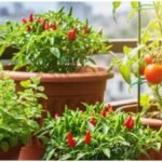 Home Gardening : घर पर आसानी से उगाएं ये हरी सब्जियां, जानिए पूरी लिस्ट और आसान तरीका