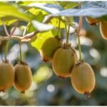 Kiwi Farming: कैसे होती है कीवी की खेती? जानें कौन सी मिट्टी और जलवायु है जरूरी