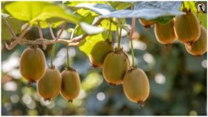 Kiwi Farming