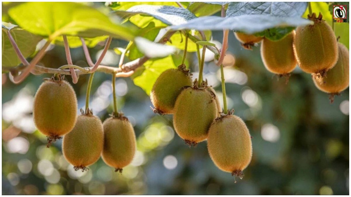 Kiwi Farming