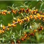 Ladakh Sea Buckthorn : लद्दाख की वंडर बेरी सी-बकथॉर्न की कीमत दोगुनी, जानिए खेती और फायदे