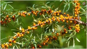 Ladakh Sea Buckthorn