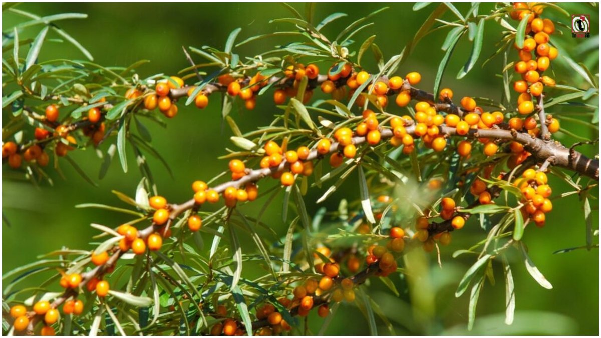 Ladakh Sea Buckthorn