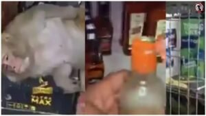 Monkey Viral Video